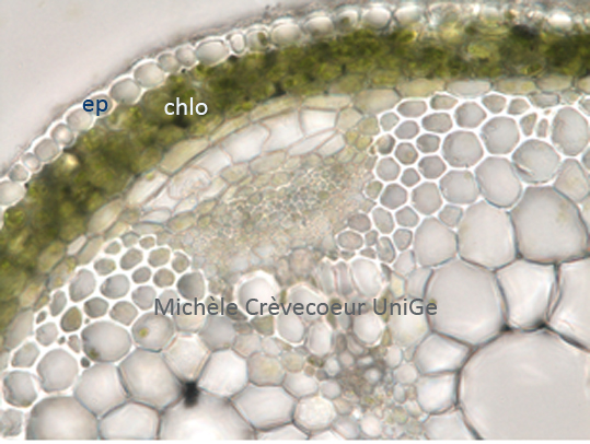 Chlorenchyme tige Arabidopsis