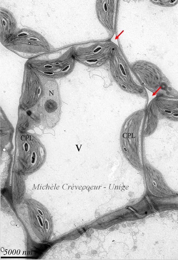 Cellule mesophylle