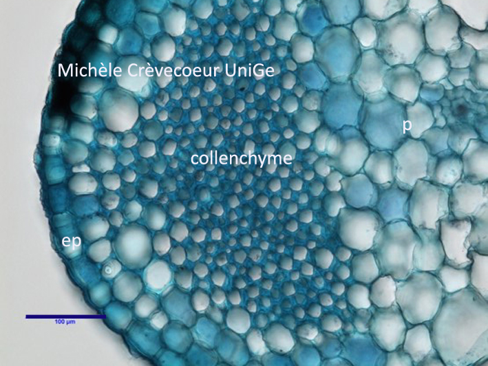 Collenchyme petiole celeri