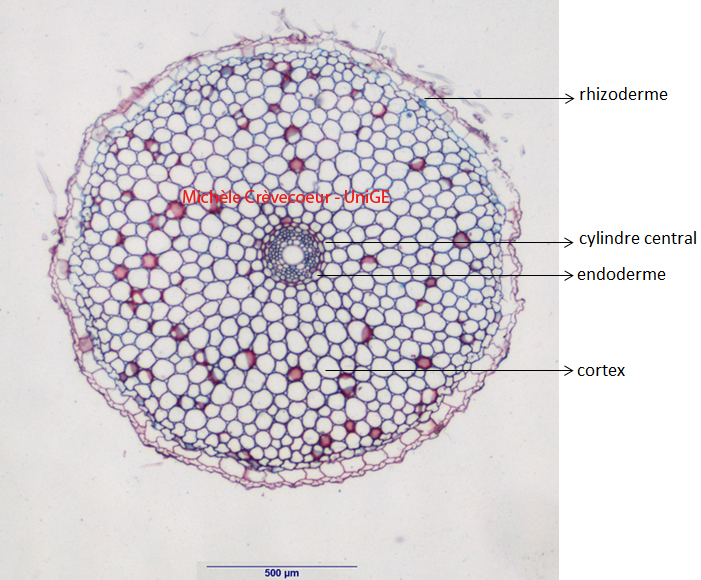 Site Racine Alium cepa-1.jpg