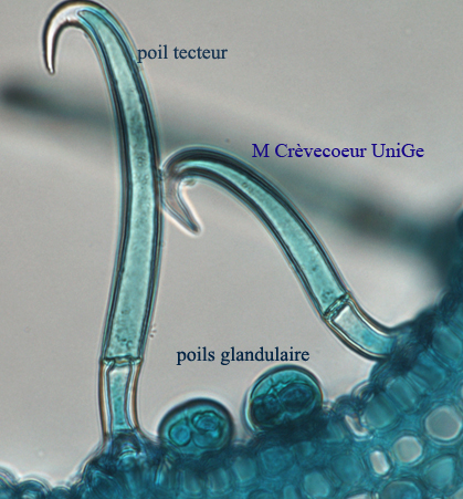 Site Poils epiderme tige  haricot.jpg