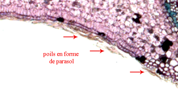 Site Feuille Olea 2.jpg