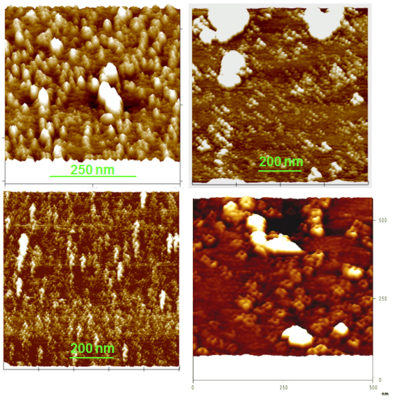 Membranes epinard AFM.jpg