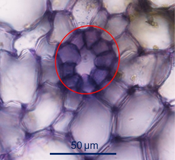 Site petiole celeri 3.jpg