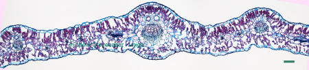 Site Artemisia feuille bafb 10 x reconst.jpg