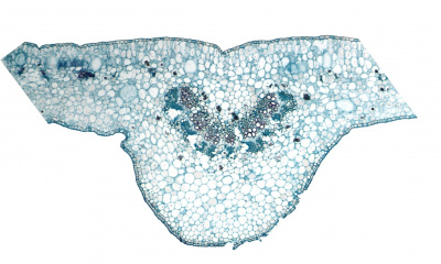 Feuille pereskia mini photo site.jpg
