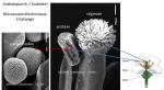 Pieces florales d'Arabidosis