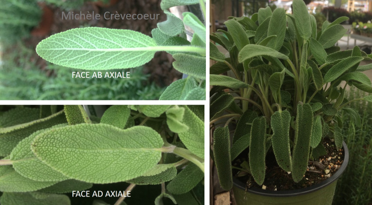Sauge officinale