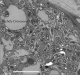 Partie basale nodule ID NGR234 - Leucaena l.