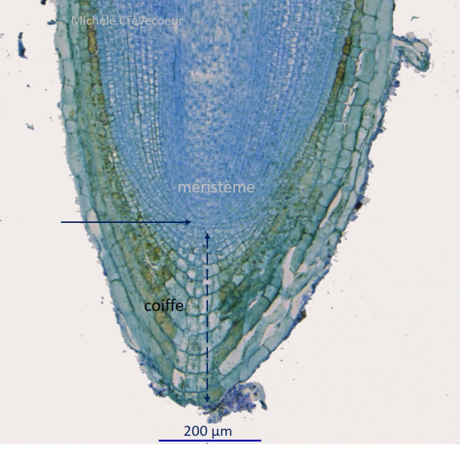Site Palmier raphia racine 2.jpg