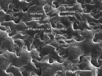 Feuille Arabidopsis - face abaxiale 