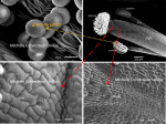 Arabidopsis fleur : étamines et style