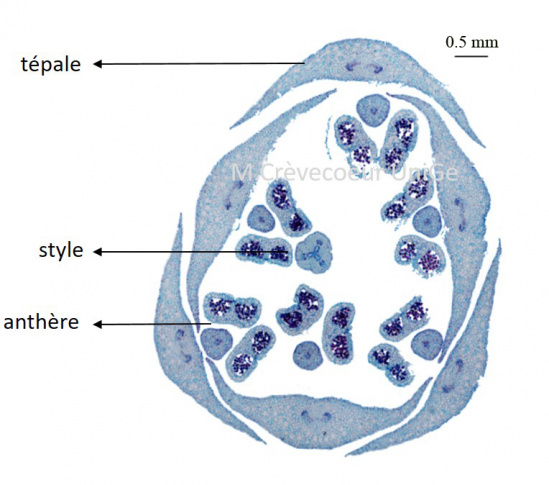 Agapanthe etamines