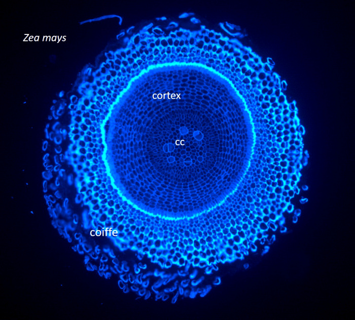 Racine Zea calcofluor