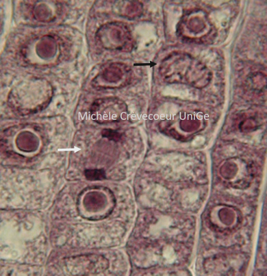 mitoses hematoxyline