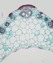 Site Feuille Zea mays 1.jpg