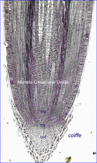 Méristème apical primaire de racine maïs
