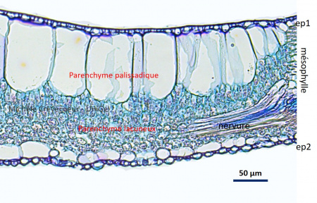 Site feuille calathea 2