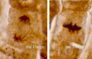 Racine Zea Mitoses Gomori