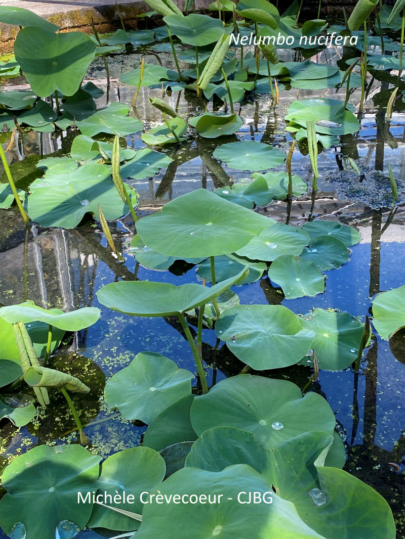 Lotus d'orient 2 site.jpg