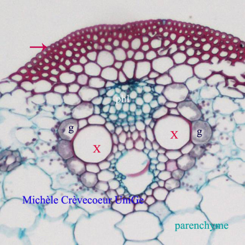 Site Feuille Zea mays3.jpg
