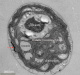Chlamydomonas - DCH16 