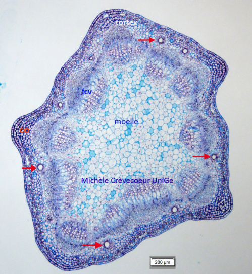 Tige Artemisia1