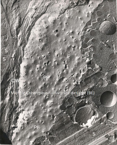Plasmalemme Cryodecap Rac Maïs