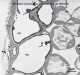 Epiderme de feuille de merisier