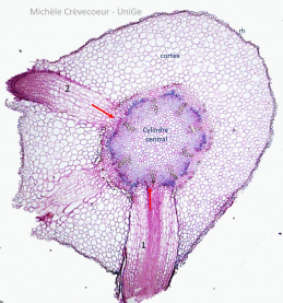Racine quercus Technovit