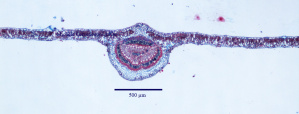 Site feuille Quercus 1.jpg