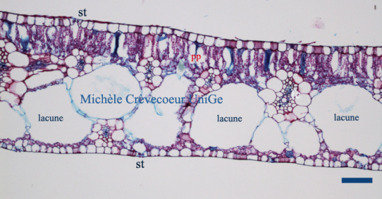 Site Eichornia aerenchyme