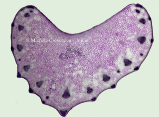 Miniature Petiole Celeri