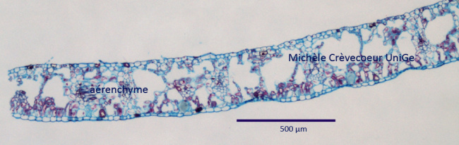 Typhonodorum 2