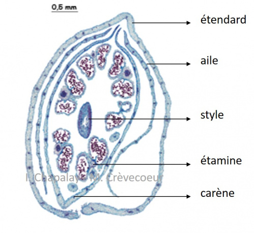 Lathyrus sylvestris étamines