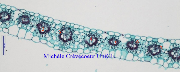 Site Feuille Zea mays2.jpg