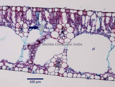 Raphide feuille eichornia 1