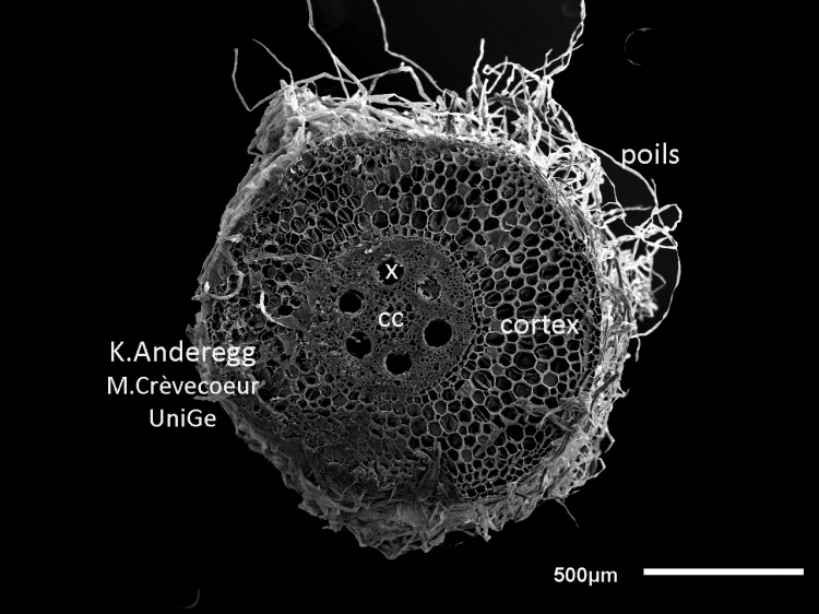 Racine de Zea mays