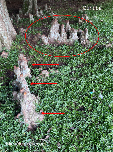 Cyprès chauve - pneumatophores - Curitiba