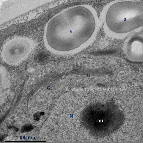 Golgi ChlamydomonaS