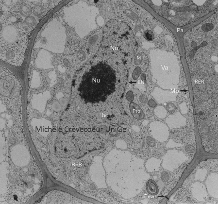 Cellule de méristème de racine Zea