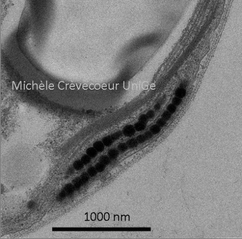 Eyeyspots chlamysdomonas