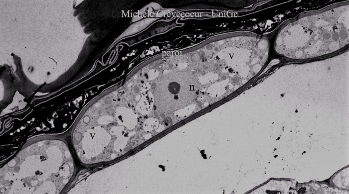 Cellule de l'endosperme