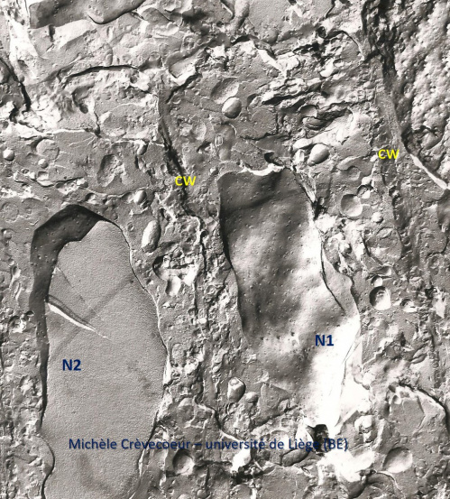 Noyau cellule racine maïs