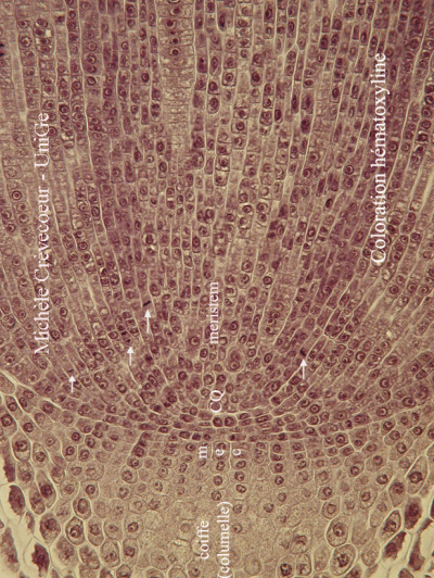 Extremite racine primaire Zea.jpg