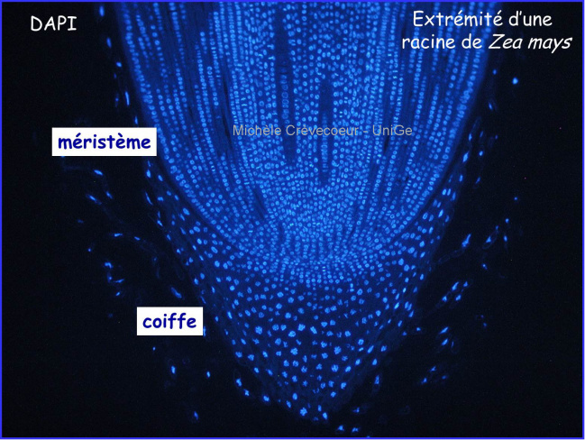 DAPI Racine Zea mays