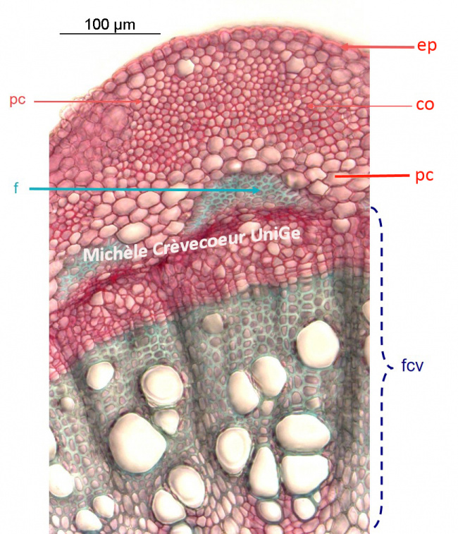 Tige Vigne detail