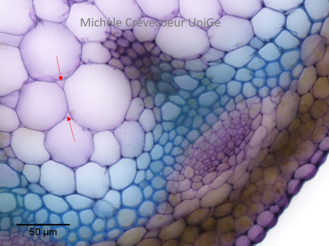 Tige arabidopsis détail CT.jpg