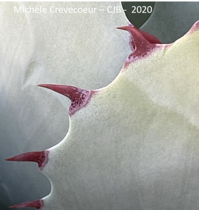 Agave parassana 3