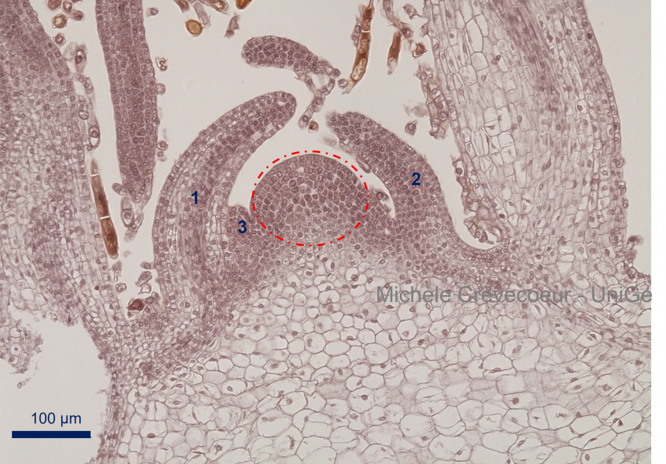 Dome apical spinacia o..jpg
